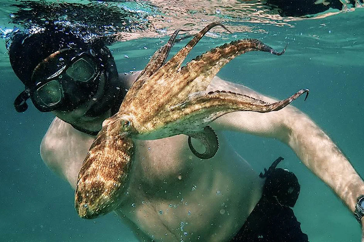 Cô giáo bạch tuộc Full