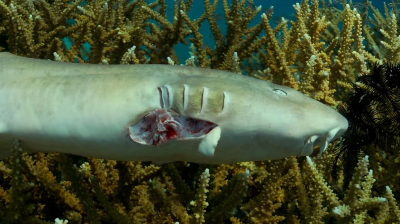 Cuộc Đua Tuyệt Chủng Full