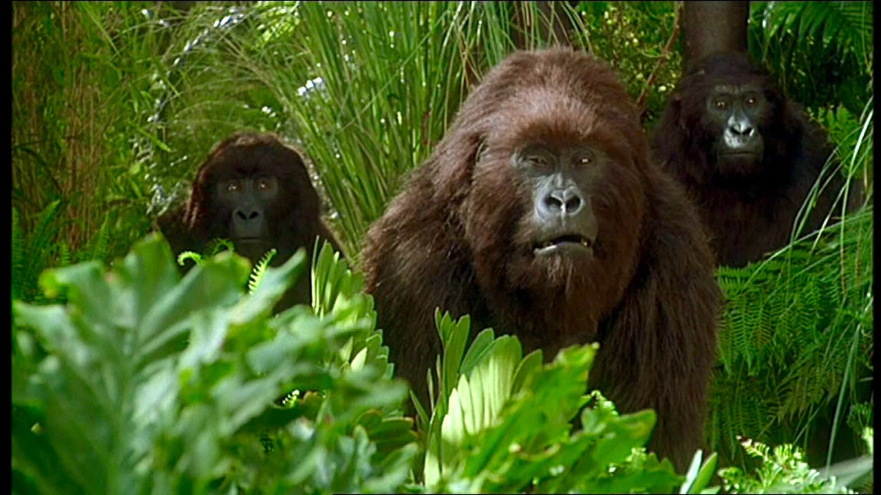 Kho Báu Công Gô Full