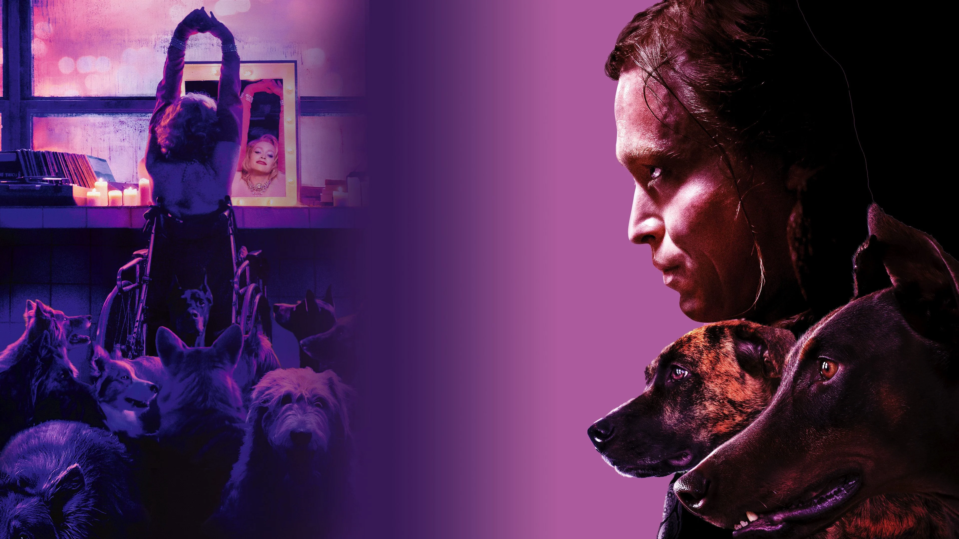 Người Bạn Của Chó 