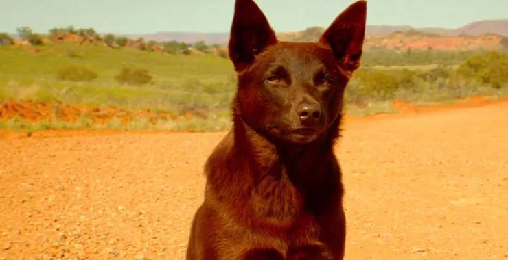 Chú Chó Đỏ Full