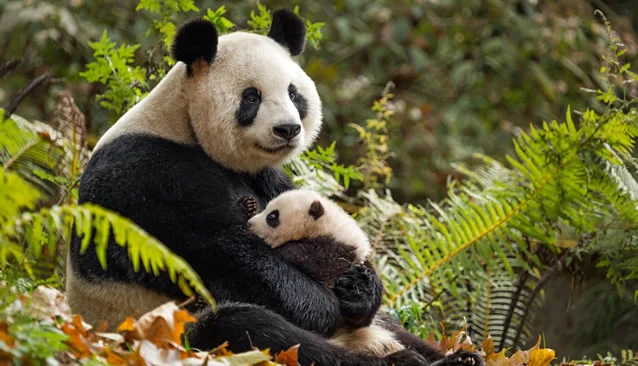 Cuộc Sống Hoang Dã Ở Trung Quốc Full