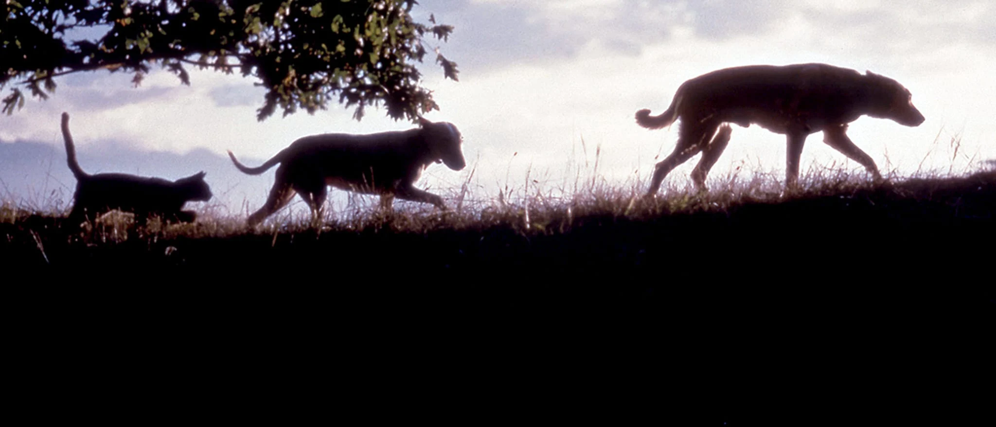 Hành Trình Kinh Ngạc Full