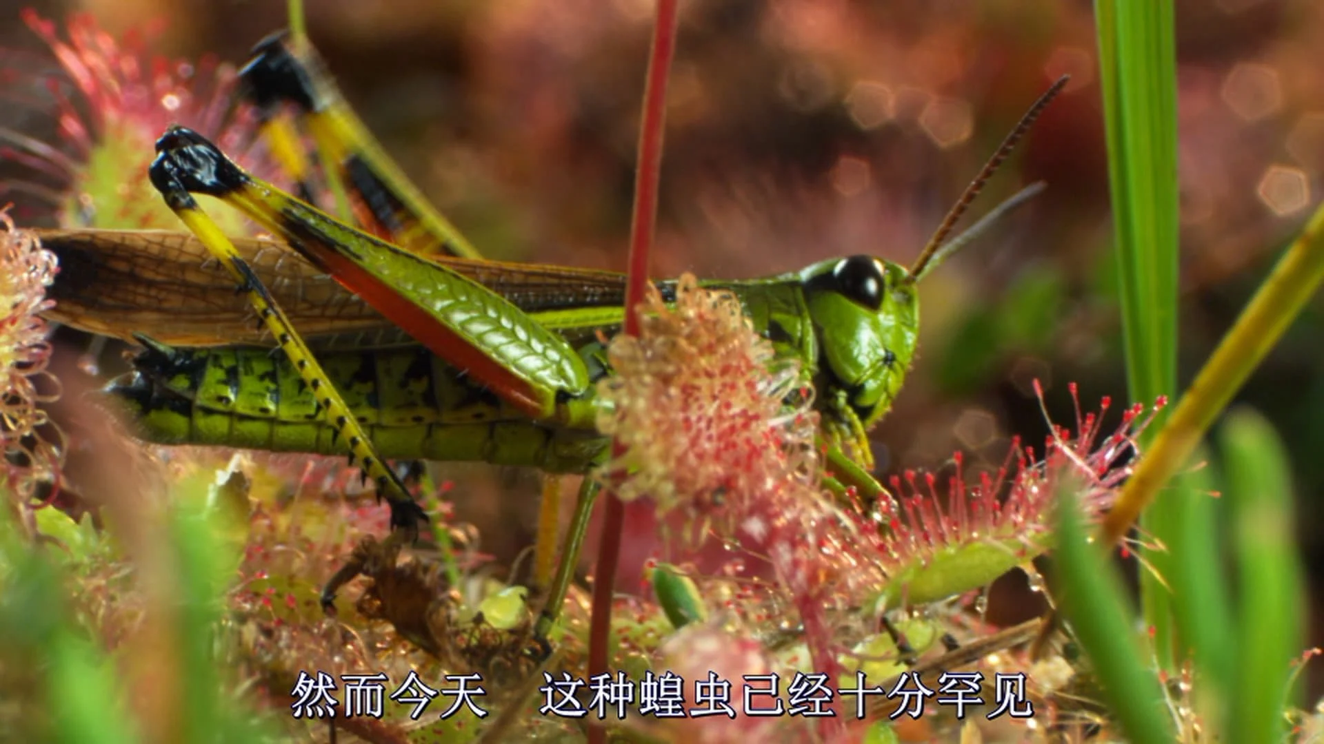 Magie der Moore Full