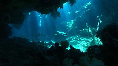 Nạn Săn Cá Heo Full