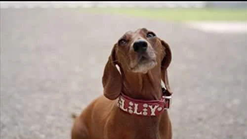 Wiener Dog Internationals Full